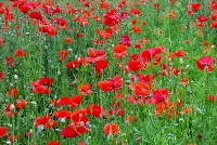 poppies 1