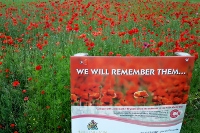 poppies 2